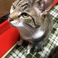 はやて