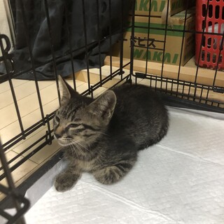 とても人懐っこいミミ君です。