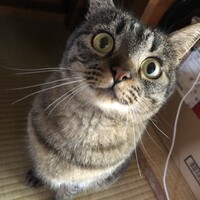 さしみ