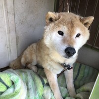 コマ