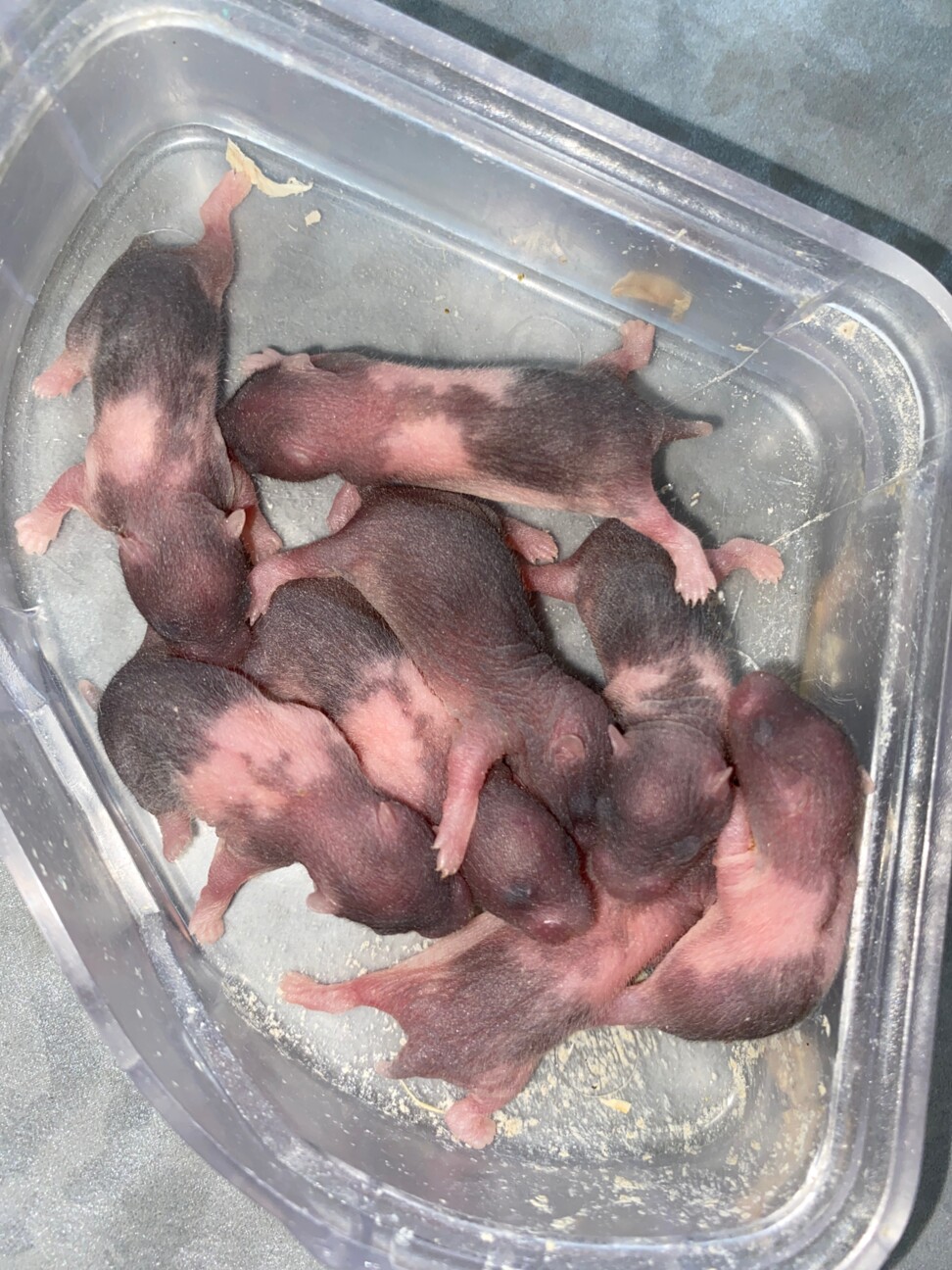 Babyゴルハム 福岡県 小動物の里親募集 ペットのおうち 月間利用者150万人