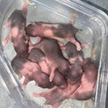 BABYゴルハム