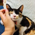 おっとり美人の子猫！さくらちゃん