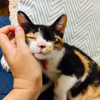 おっとり美人の子猫！さくらちゃん