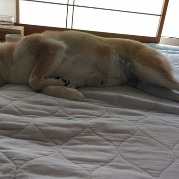 みんな…元気かな…zzz　コロナ…☂…病気…負けないで…zzz