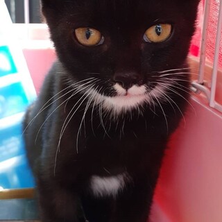 二匹一緒に現れました兄妹？ルナです