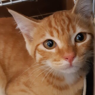 二匹一緒に現れました兄妹？ルアです