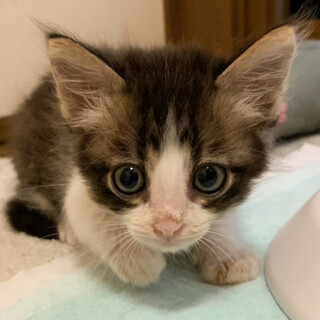 募集一時停止　キジ白男子★ゴードン