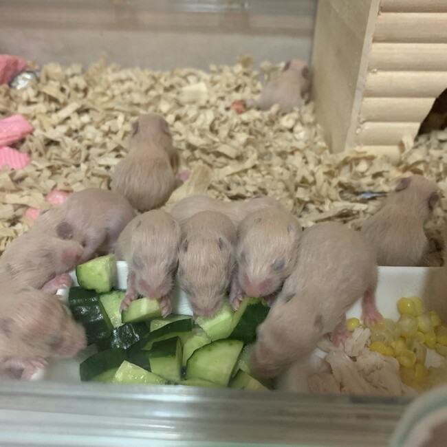 shugaのカバー写真