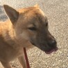 里親急募 サムネイル6