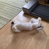 モモ豆腐
