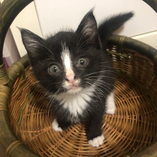 市川　超絶キュートなあまえんぼうの美少女1ヶ月