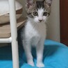 なべたま さん