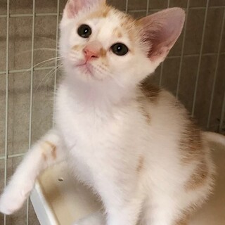 人懐こくて元気いっぱい　かいと君