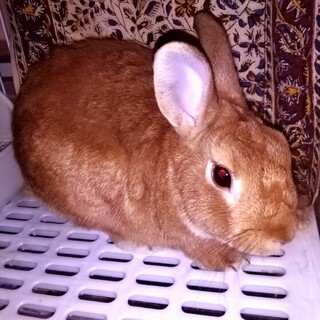 里親を募集します。