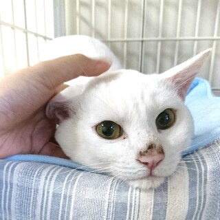 ほっぺプニプニ　とっても甘えたのミルクくん