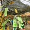 こうちゅけ