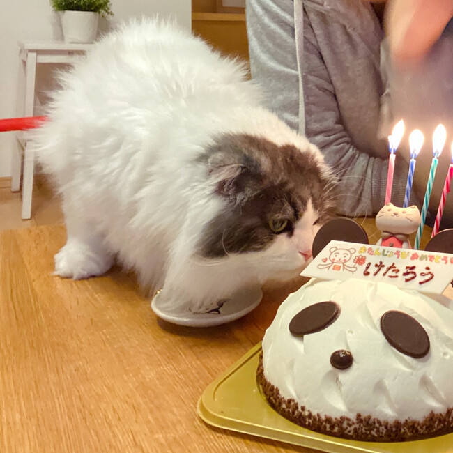 モモ豆腐のカバー写真