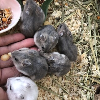 ジャンガリアン　ベイビーハムスター