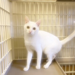 クールなイケメン「俺様をかまえ」　ごん太くん