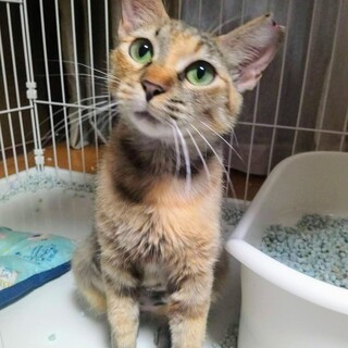 体調不良により7/26欠席します☆ノンちゃん