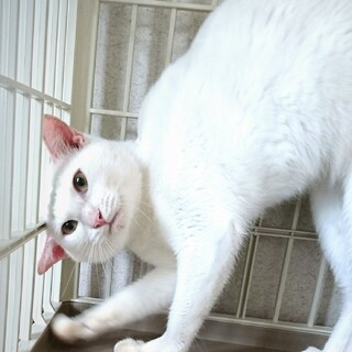 遊ぶの大好き　バニラくん