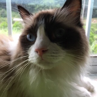 おちゃめなルナ