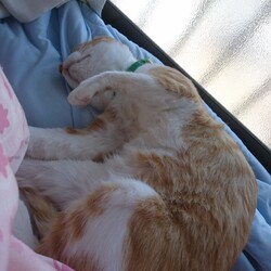 「ＴＮＲの準備中・・・。」サムネイル1