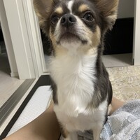 ボボ