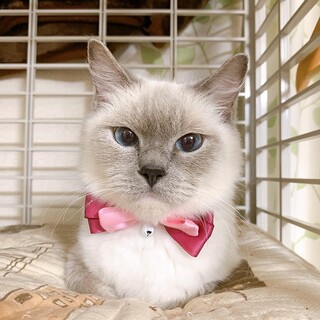 おっとりした性格のスピカちゃんです