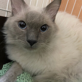 ラグドール★ジェム君4歳★顔立ち端正なイケメン君