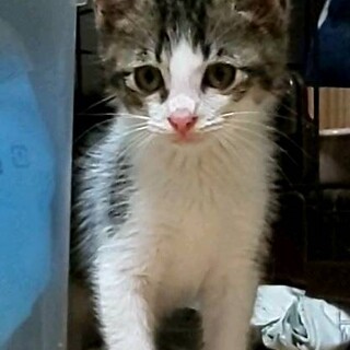 ブチ模様が可愛いキジ白