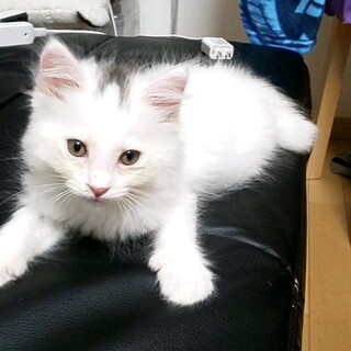 フワモコの白猫