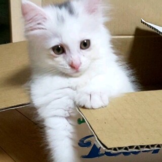 ブラシ大好きなフワモコ