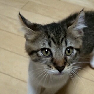 耳毛のカールが可愛いキジ白