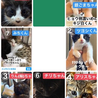 7匹の子猫‼️緊急で里親さん募集中