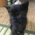 穏やかな性格の黒猫くん