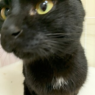 真っ黒とグレー猫の兄弟猫　約1～1歳半