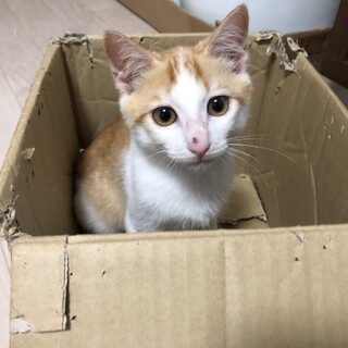 茶白でハチワレ！えびすくん