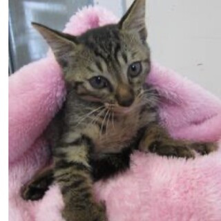 里親様に迎えられました。子猫♀094