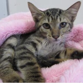 里親様に迎えられました。子猫♀095