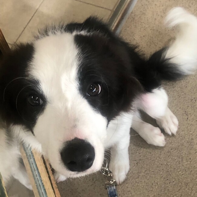 ぷたたのカバー写真