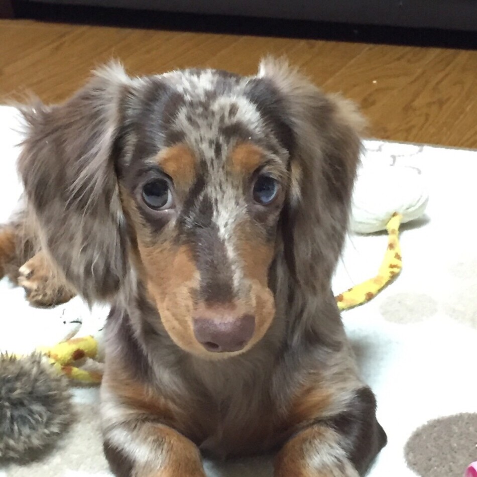 ハナのカバー写真