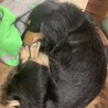 大阪のげん