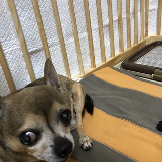 里親募集します。