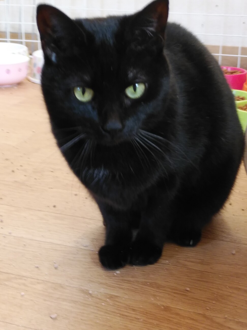 キジ白ソックスと仲良し黒 埼玉県 猫の里親募集 ペットのおうち 月間利用者150万人