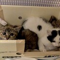 兄弟での引き取り希望