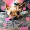 ノアズアーク