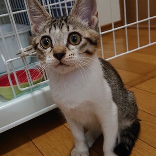 カルくん、トライアル決定しました！