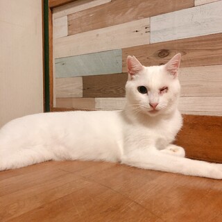 プロフィール、譲渡費用、写真を更新しました！